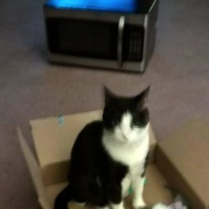 Meet your Posher, Wendy